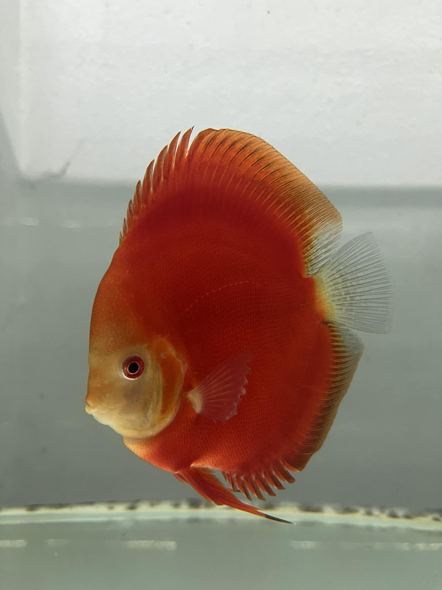 Premium Discus 1