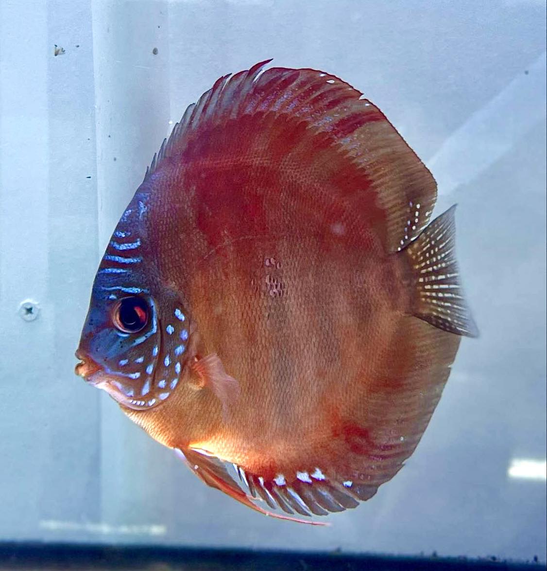 Premium Discus 2