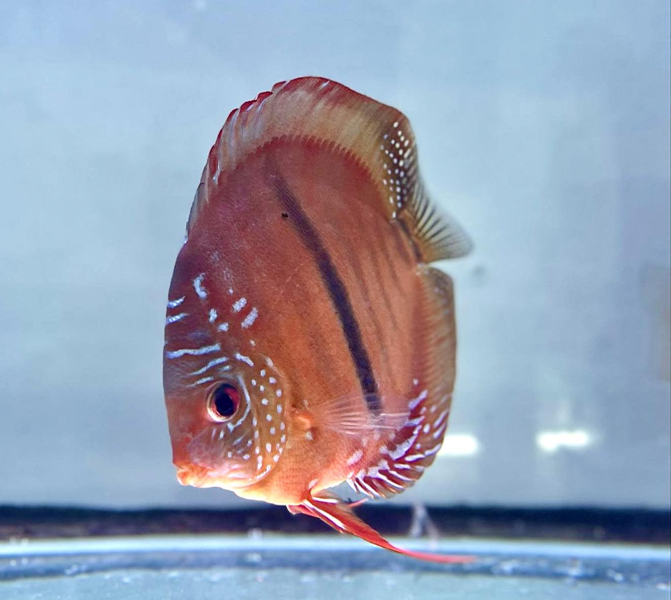Premium Discus 3