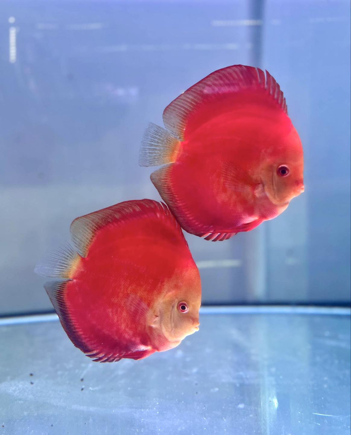 Premium Discus 4