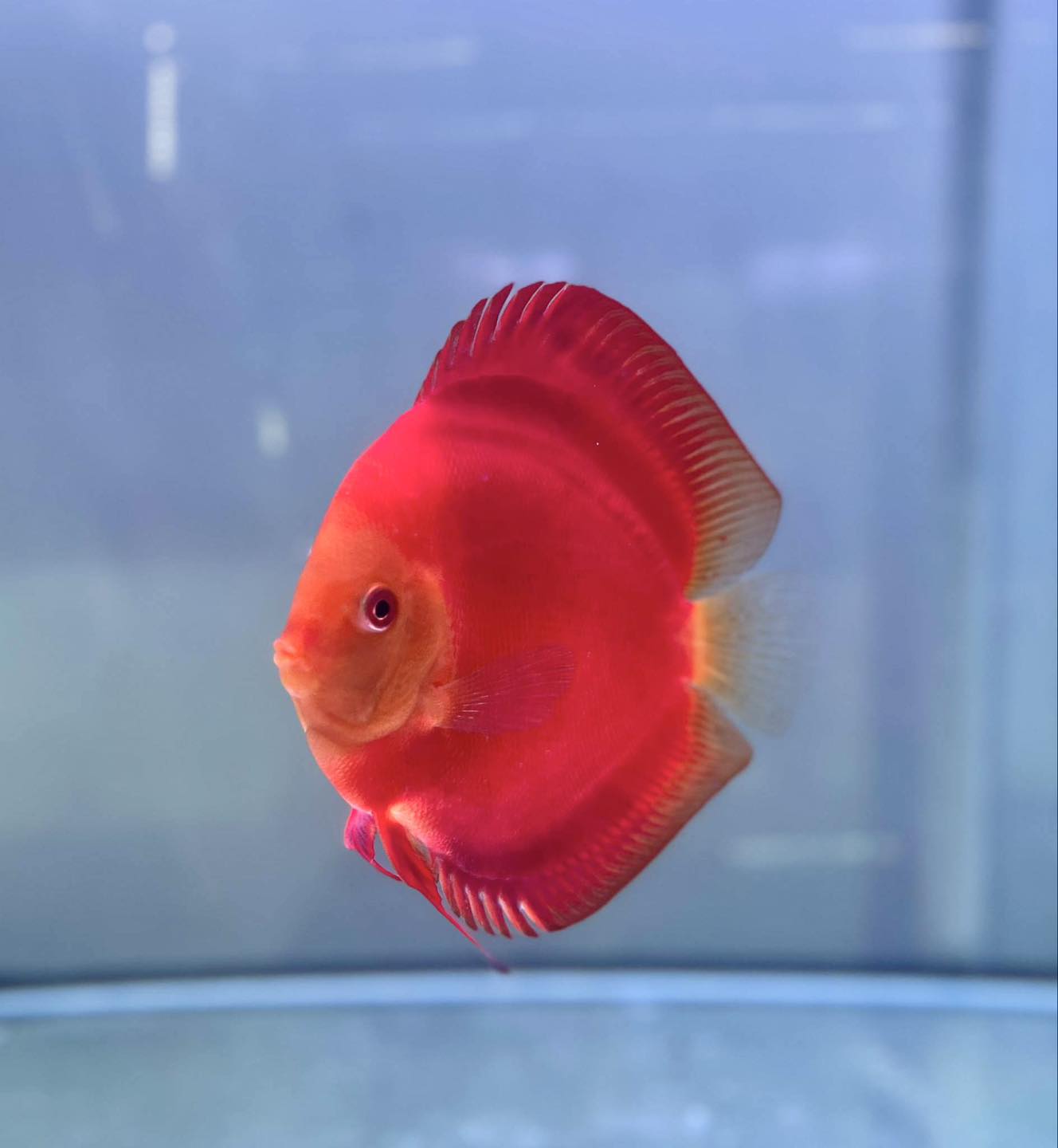 Premium Discus 5