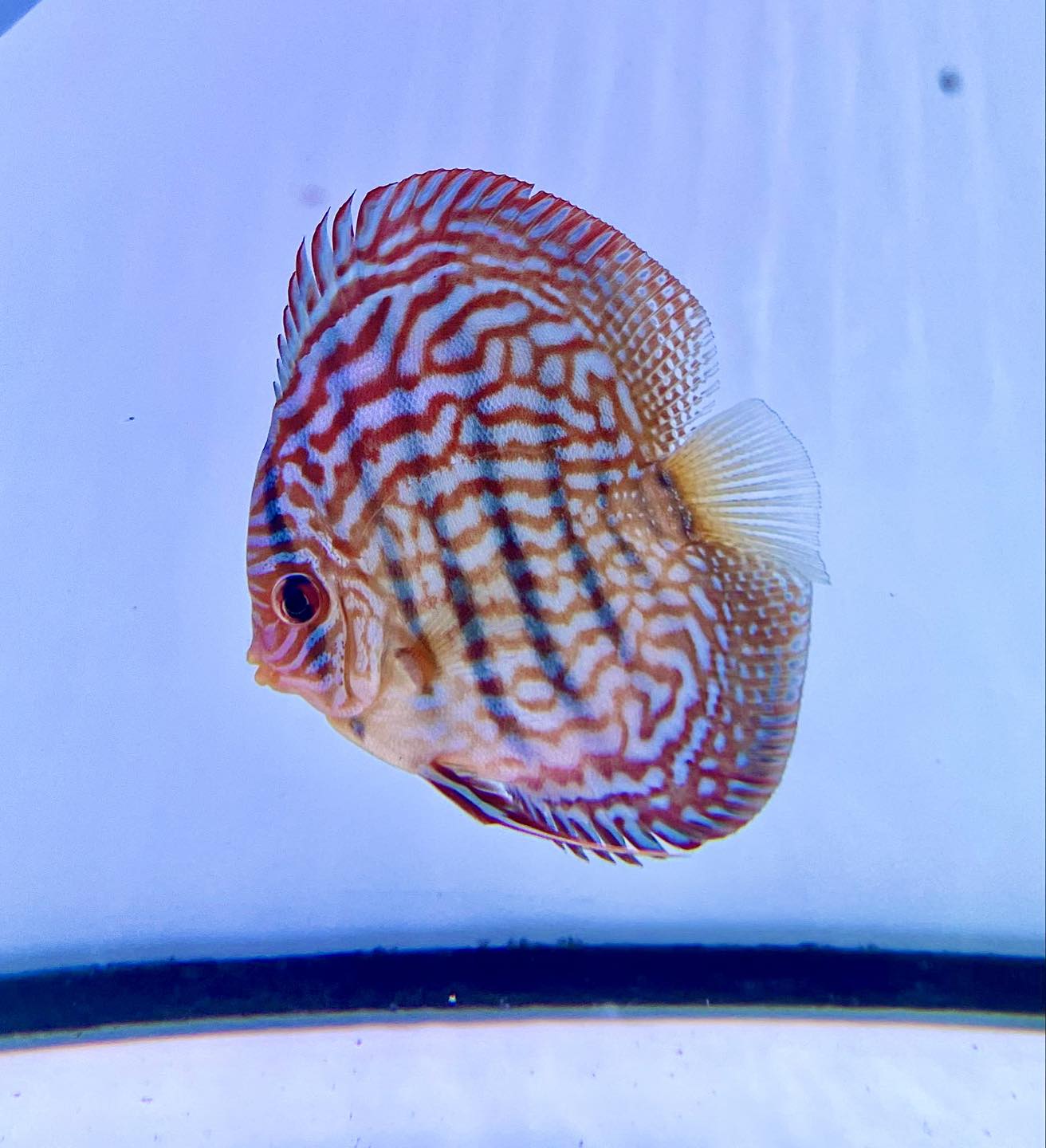 Premium Discus 6